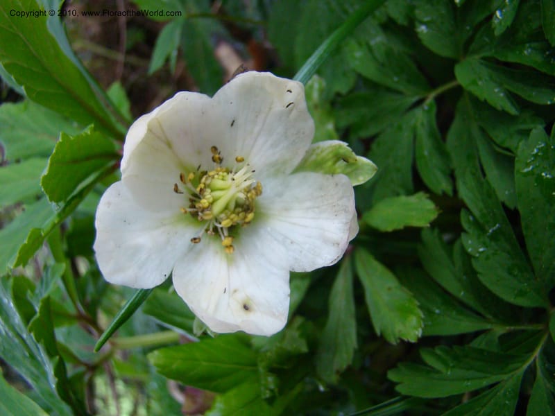 Helleborus niger, C. Davidson 11219--Slovenia, Stajerska Region, Menina Planina, 19 May 2008.  038.jpg