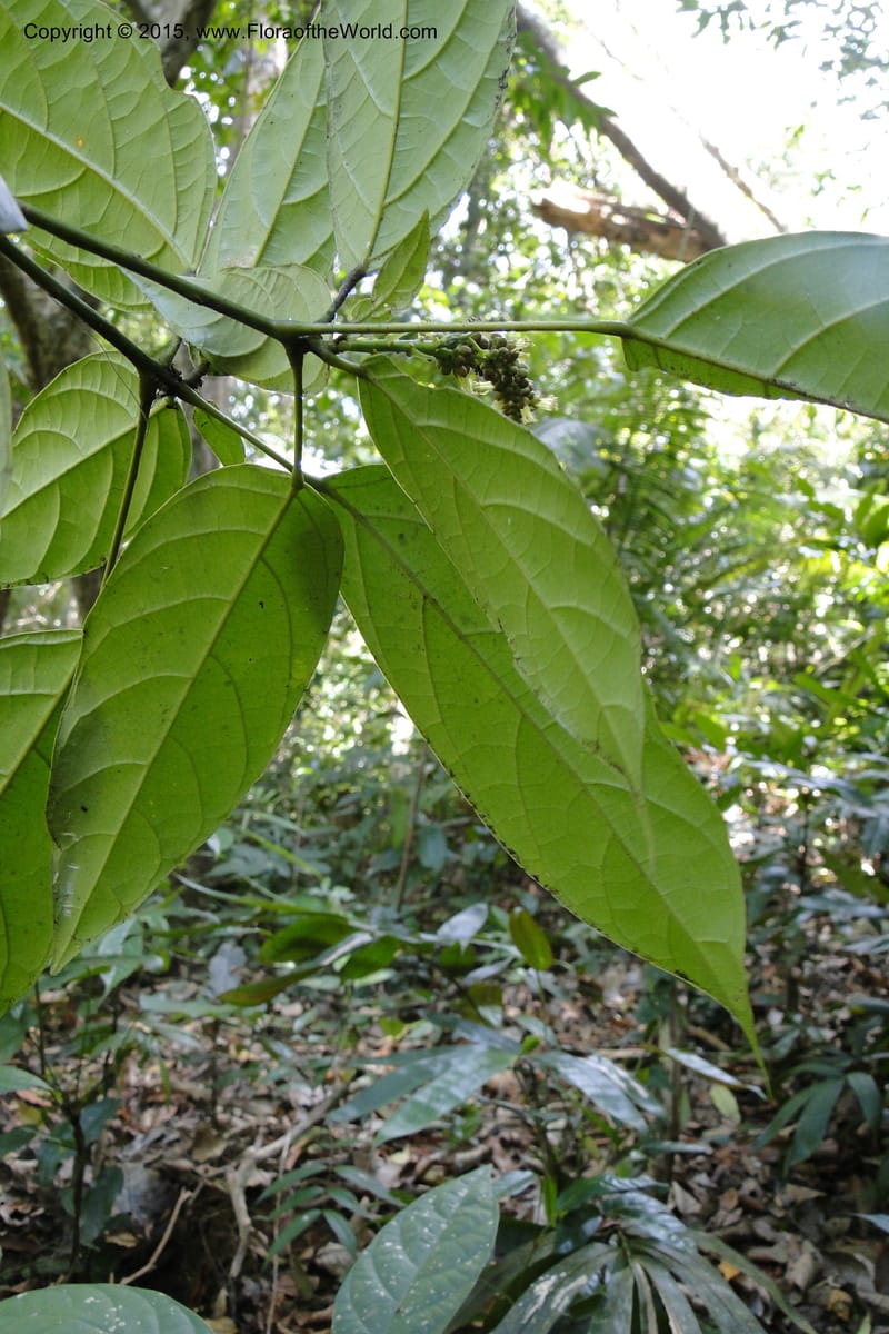 Cleidion, Regalado 1856--Viet Nam. Unknown mountain. 10 May 2011. 099 (8).jpg