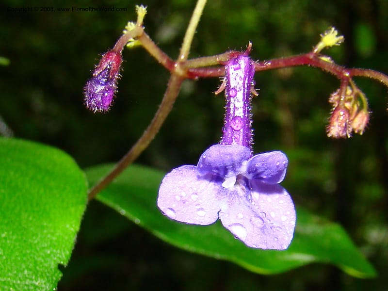 Streptocarpus buchananii, RGereau7015--Tanz. Mbeya Rural Distr. Ngozi Crater. 26 Jan 08. 139.jpg