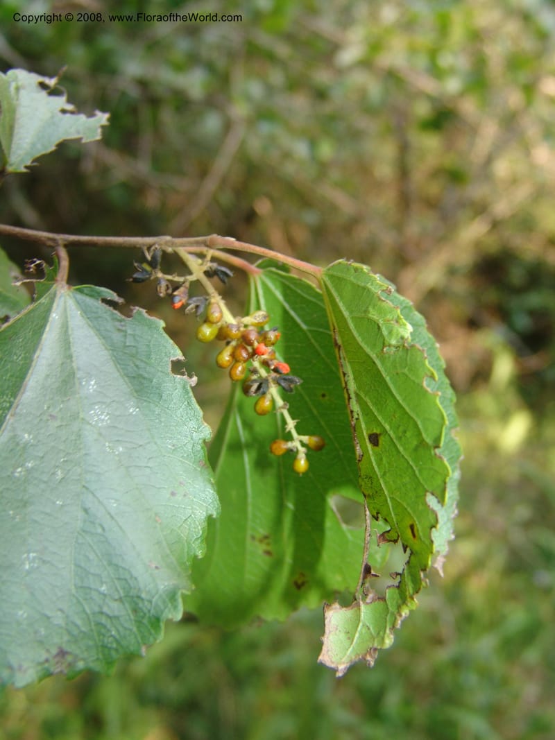 Trimeria grandifolia--So.Africa. Mpumal. Buffelskloof Private Nat. Res. 17 Mch 05. 217.jpg