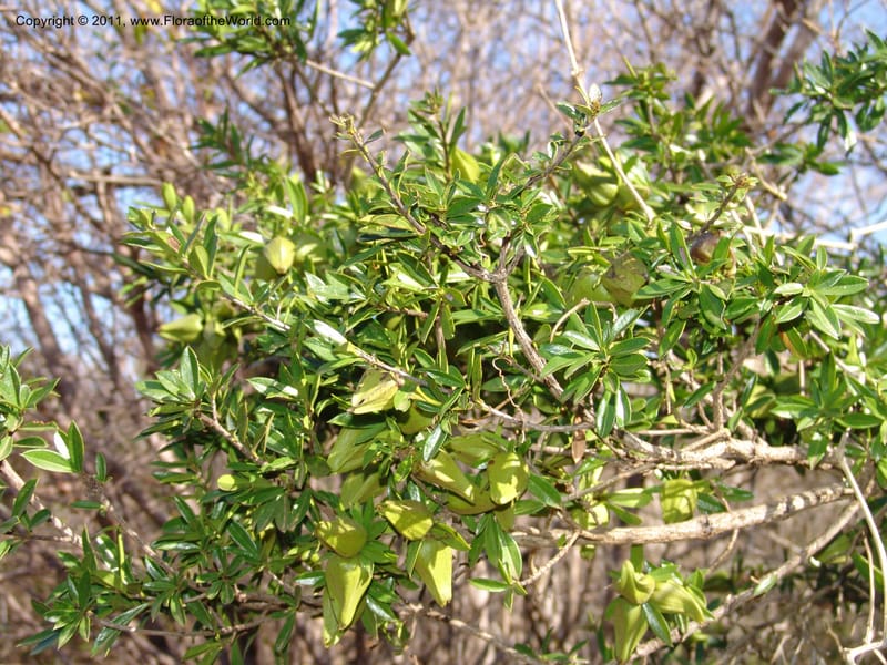 Diospyros aculeata, ZRogers1082--Madagascar. Ankorikakely Vil., Rd  to Sakalava Bay. 4 Nov 06. 033 (2).jpg
