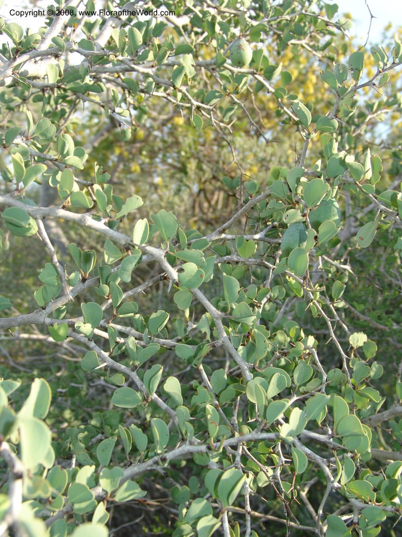 Ximenia perrieri, Z.Rogers865A--Madag. Prov. Toleara. La Table. 14 Jan 06. 144.jpg