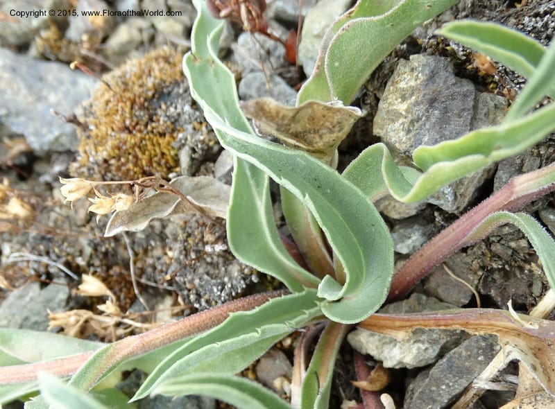 Pyrrocoma, Davidson, C 12630--ID. Idaho Co. Seven Devils Campground. 11 Aug 2014. DSC00412 10(26).JPG