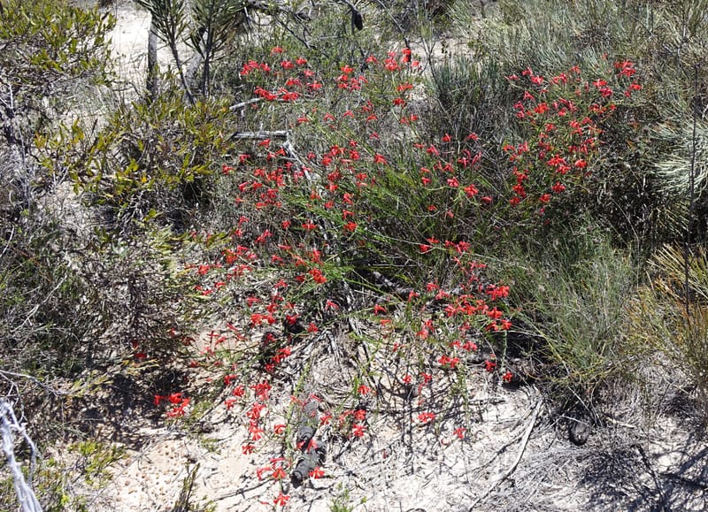 Leschenaultia, Davidson, C 13425--Australia. W.A. Green Head-Coorow Rd. Stop 2. 24 Oct 2016. DSC04873 (25).JPG
