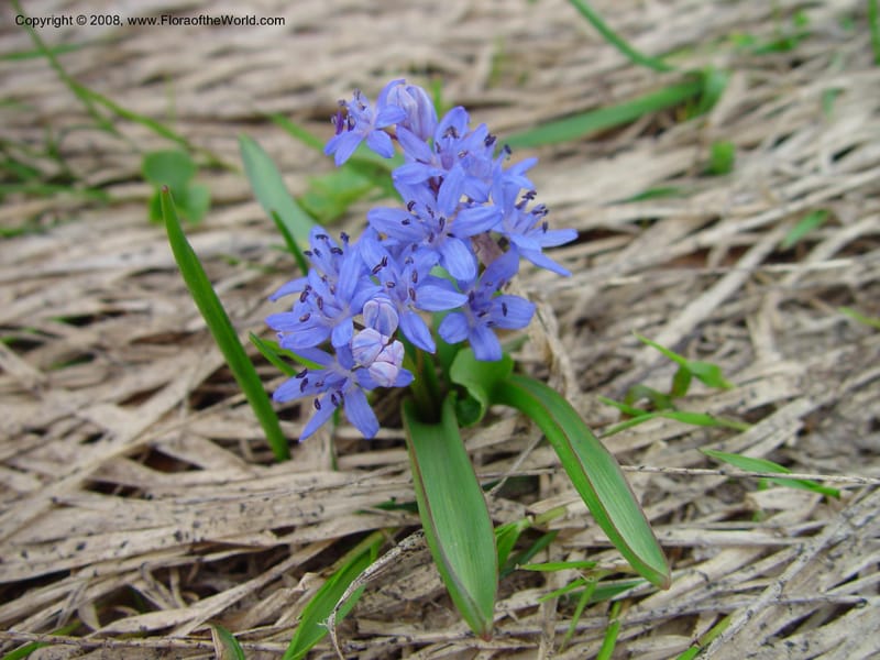 Scilla bifolia--Italy. Abruzzo. Parque Naz. Majella. 8 May 03. 073.jpg
