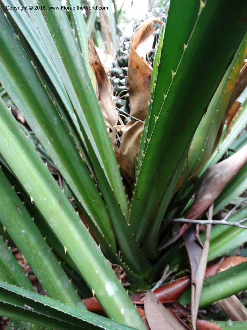 Pandanus occultus, Callmander, C 1183--Sabah. G. Silam. 1 Oct 2014. DSC00937 (221).JPG
