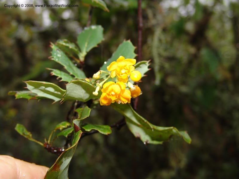 Berberis carinata--Peru. Macchu Pichu. 23 Oct 07. 058.jpg