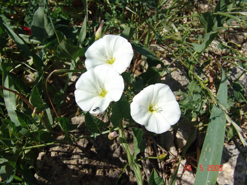 Convolvulus arvensis--Crete. Ep. Apokoronos. Aptera. 24 May 05. 059.jpg
