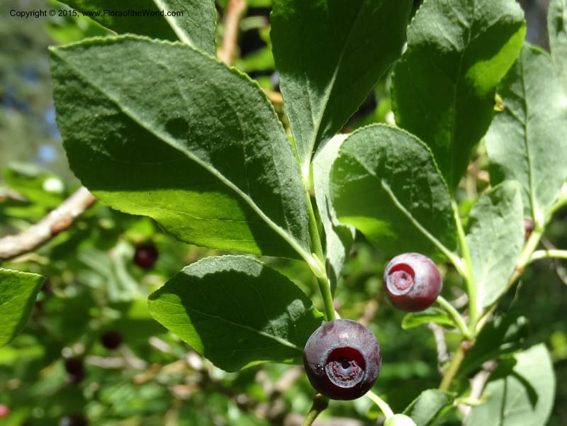 Vaccinium membranaceum, Davidson, C 12607--Idaho. Valley Co. Payette Lake. Sylvan Cr. 20 Jul 2014. DSC00669 (10).JPG