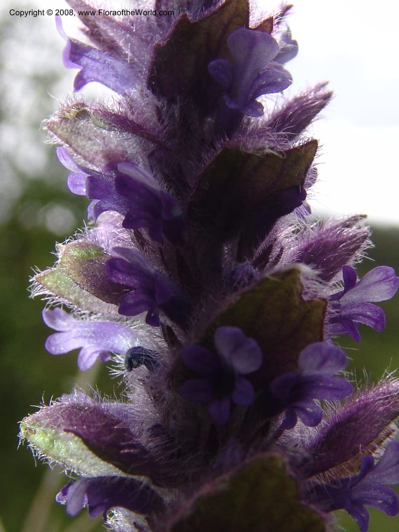 Ajuga orientalis--Georgia. Kazbeki . Trail-road to Sameba Church. 2 Jun 05. 564.jpg