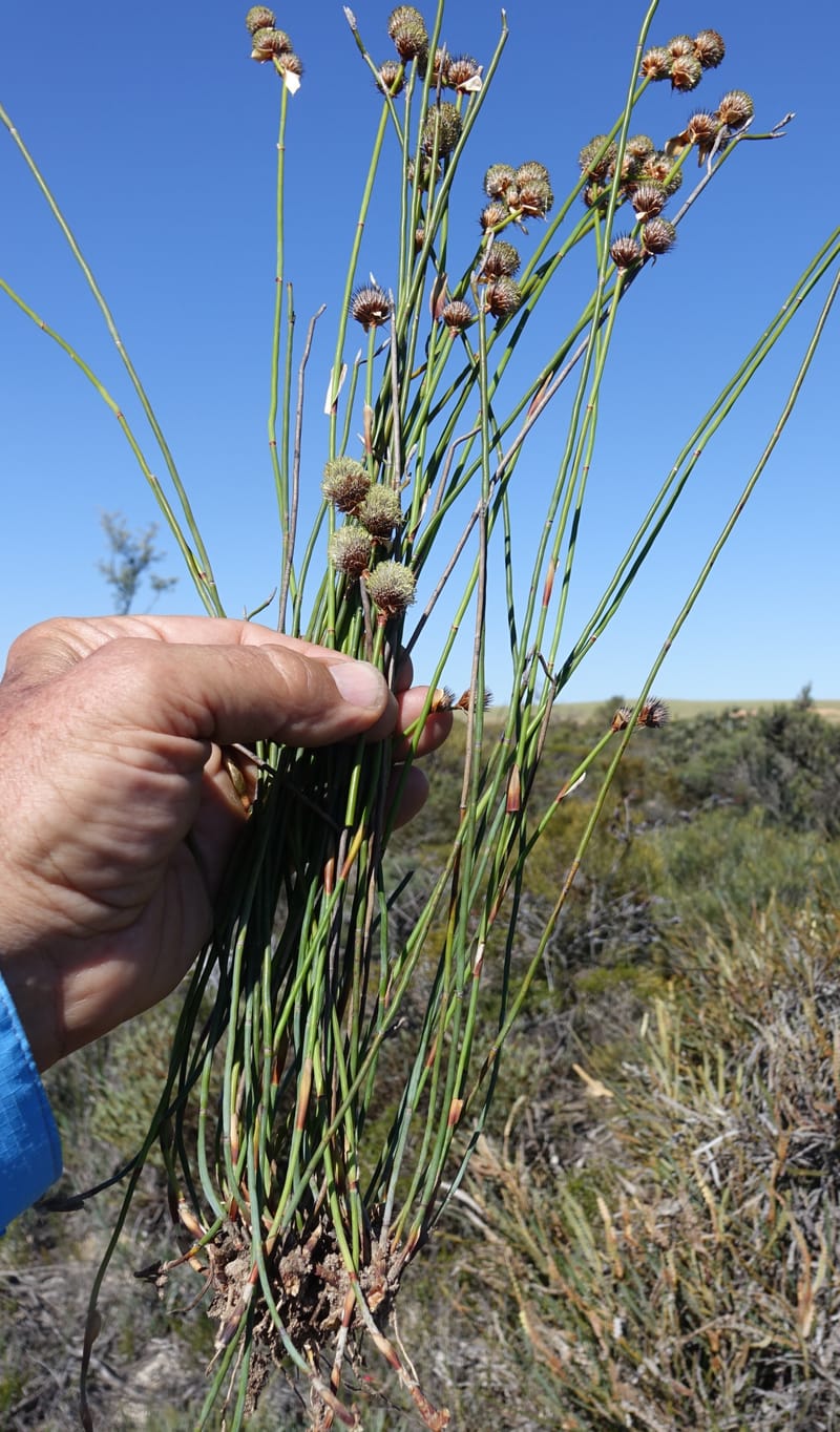 Lepidobolus chaetocephalus, Davidson, C 13414--Australia. Kingia locality. 23 Oct 2016. DSC04566 (196).JPG