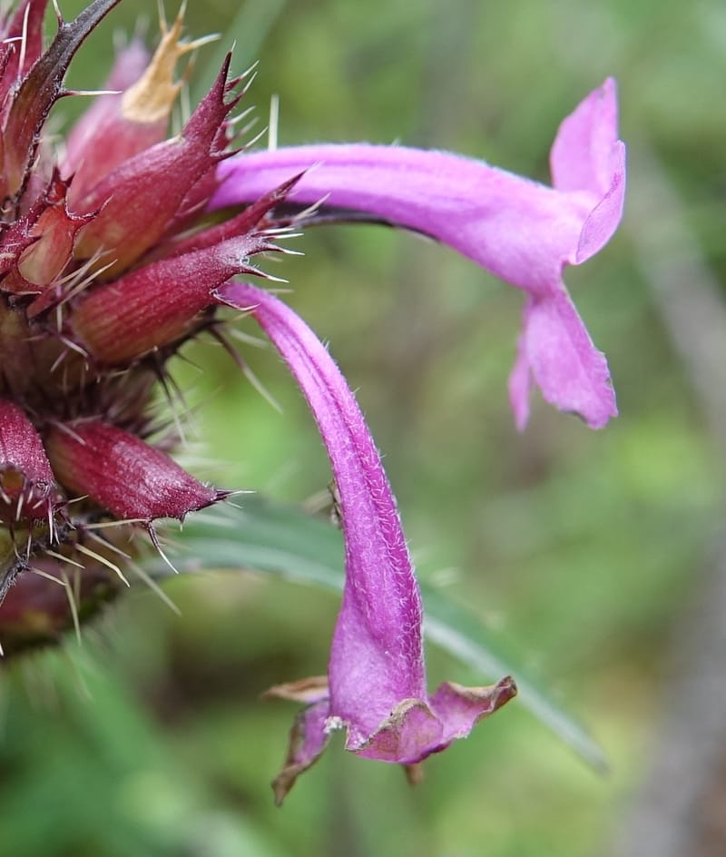 Acanthocalyx delavayi, C. Davidson 13737--China. Yunnan. Zhongdian Xian. 9 Aug 2017. DSC03874 (145).JPG