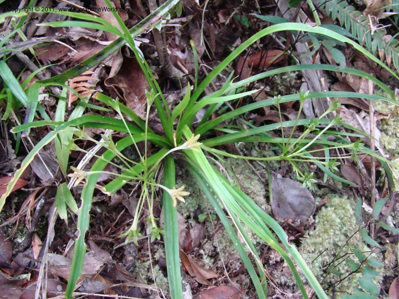 Campynemanthe, Munzinger, J 4843--New Caledonia, Dogny, 19 Nov 2007,  063 (2).jpg
