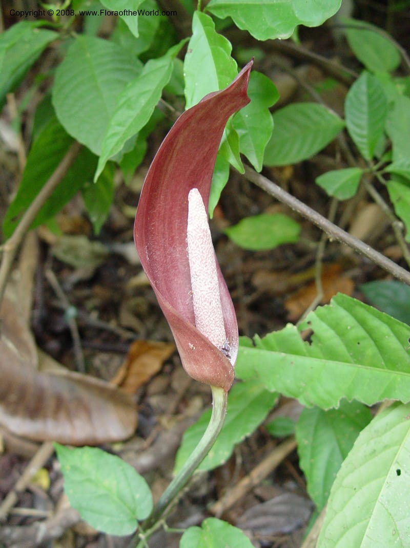 Anchomanes--Cameroon. Limbe Botanic Garden. 4 Dec 03. 234.jpg