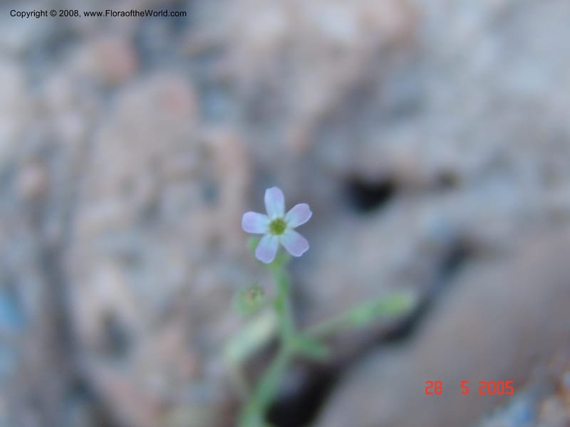 Silene sedoides--Crete. Phenix trail, W of Loutro. 28 May 05.  043.jpg