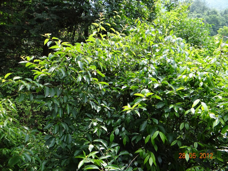 Actinidia collosa var. discolor, Li Pan 1205270--China, Zhejiang, Shunxi, 28 May 2012 221 (1).JPG