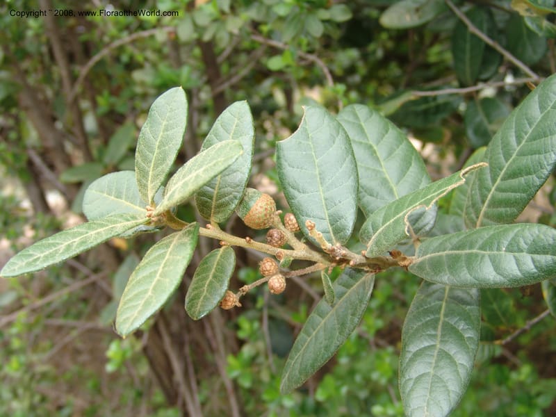 Quercus sp.--MX. Oaxaca. 5345 C. Jardin Etnobotanico. 5 Aug 2007. 346.jpg