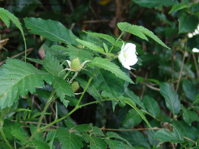 Rubus rosifolius, R.Gereua6887--Tanz. Ulanga Dist. Nawenge For. Res. W of Mahenge. 19 Feb 06. 139.jpg