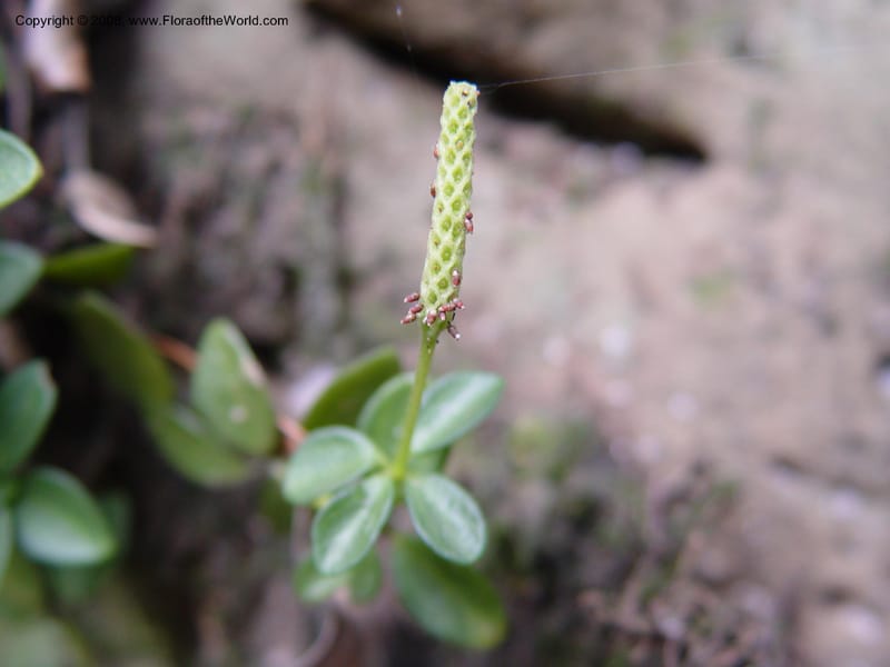 Peperomia tetraphylla--So Africa. No. Drakensberg Mts. Royal Nat. Res. Thendele. 6 Oct 03. 044.jpg