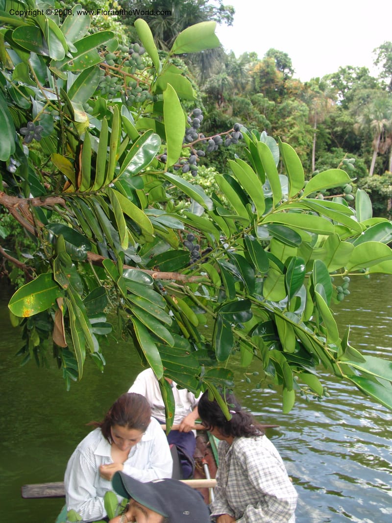 Simarouba amara, AAraujoM1588--Bolivia. Pq. Nac. Madidi. Laguna Chalalan. 26 Nov 04. 502.jpg