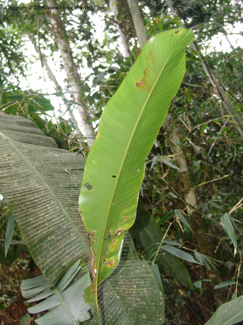 Heliconia, RVasquez32993--Peru. Pillcopata. Qbda Pini Pini. 29 Oct 07. 694.jpg