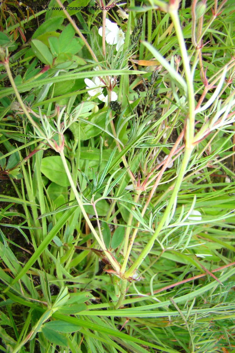 Geranium incanum, WKindeketa3021--Tanz. Makete Distr. Kitulo Nat. Pk. 25 Jan 08. 147.jpg