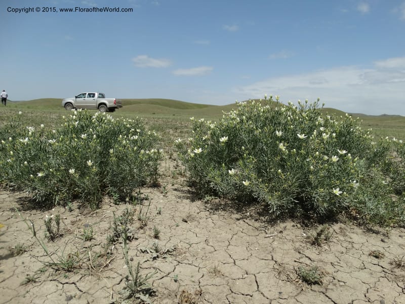 Peganum harmala, Davidson, C 12436--Georgia (Caucasus). Kakheti Region. (Kiziki). Toward Vashlovani. 6 Jun 2014. DSC07328 (454).JPG