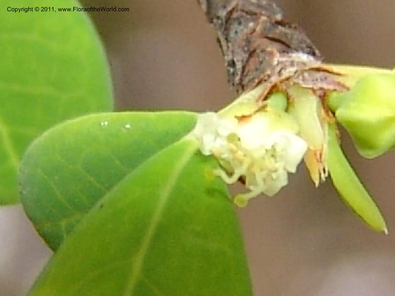 Erythroxylum, ROR1534--Madag. Prov. Antsir. Sahafary, Andranomadiro. 7 Nov 06. 483.jpg