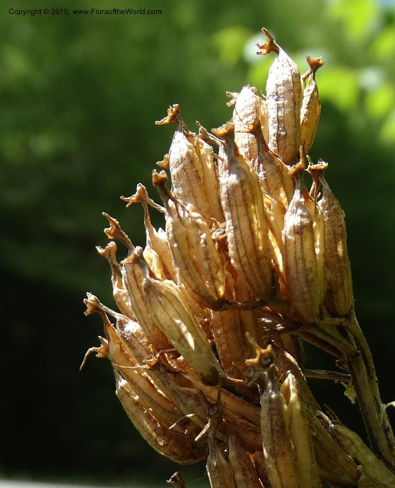 Diervilla sessilifolia, Davidson, C 13068--North Carolina. Haywood Co. NC 215 north of BRP. 21 May 2015. DSC07039 (17).JPG