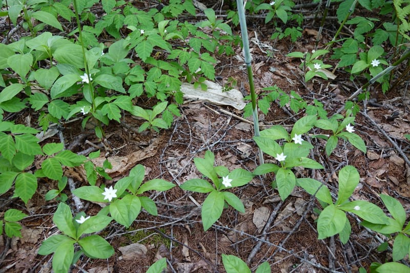 Trientalis europaea--Japan. Niigata. Sasagamine. Yu Memidaira. Forest Therapy Trail. 28 May 2016. DSC04970 (243).JPG