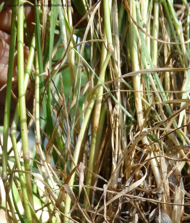 Alopecurus aequalis, Davidson, C 12610--Idaho. Valley Co. Payette Lake. Sylvan Cr. 20 Jul 2014. DSC00669 (111).JPG