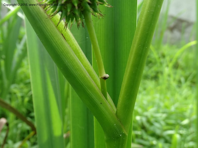 Sparganium neglectum, Davidson, C 12476--Georgia. Small town. 9 Jun 2014. DSC08167 (22).JPG