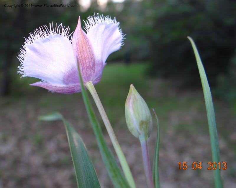 Calochortus coeruleus, Davidson, C 12122--USA, CA, Shasta Co.  15 Apr 2013  9965 (9).JPG