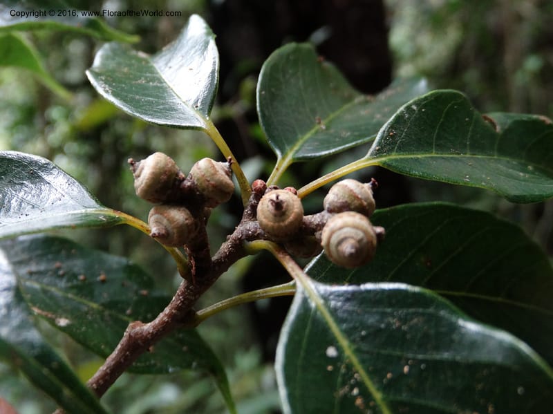 Quercus, Davidson, C 12742--Sabah. Mt. Kinabalu. Bundu Tuhan Trail. 11 Oct 2014. DSC04153 (170).JPG