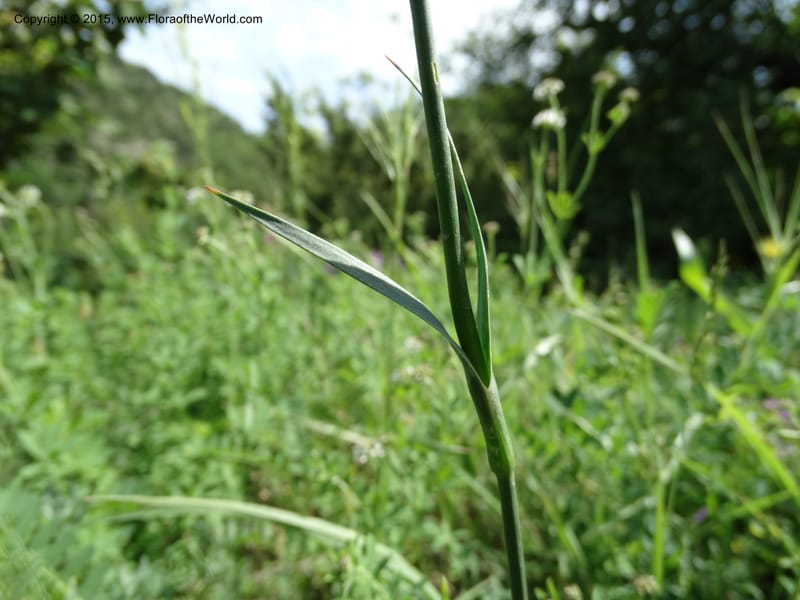 Dianthus subulosus, Davidson, C 12451--Georgia (Caucasus). Shio Mgvime. 7 Jun 2014. DSC07779 (330).JPG
