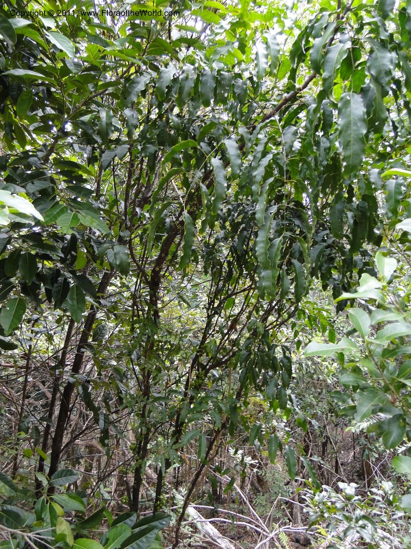Cupaniopsis glomeriflora, M. Callmander 788--New Caledonia. Upper Tene River Valley. 19 Jan 2010. 1143 (1).JPG