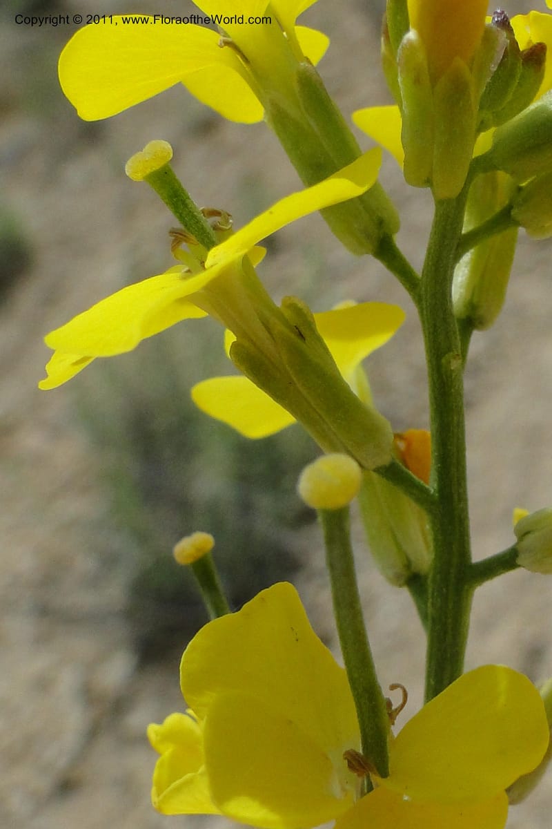 Erysimum capitatum, C. Davidson 11851--Oregon. Malheur Co. Leslie Gulch. 30 June 2011. 161 (5).jpg