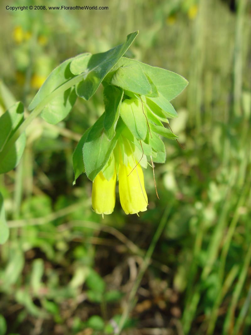 Cerinthe major--Italy. Abruzzo. Ortona, ca. Canadian Cemetery. 5 May 03. 034.jpg