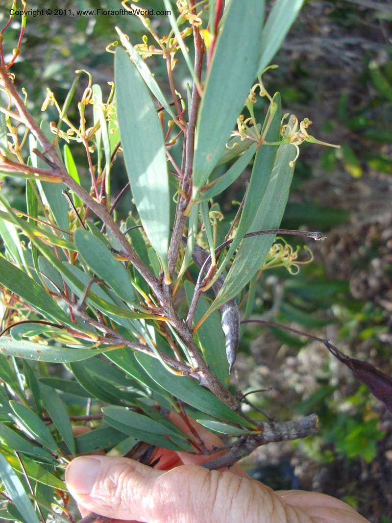 Stenocarpus, Munzinger, J 4738--New Caledonia,  Prov du Nord, Mine de Poum, 12 Nov 2007,  (10).jpg