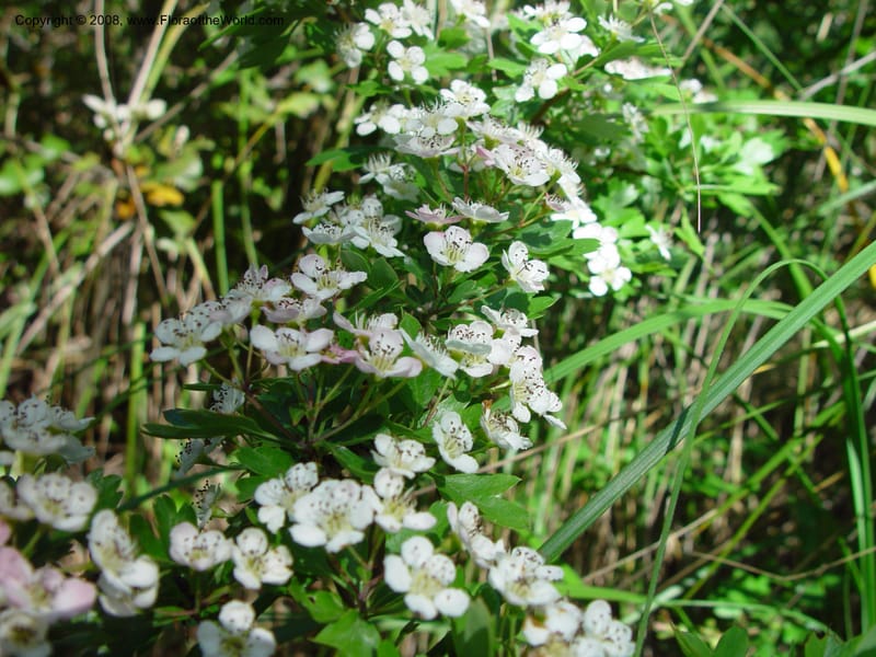 Crataegus monogyna--Italy. Abruzzo. Ris. Torino di Sangro. 5 May 03. 081.jpg