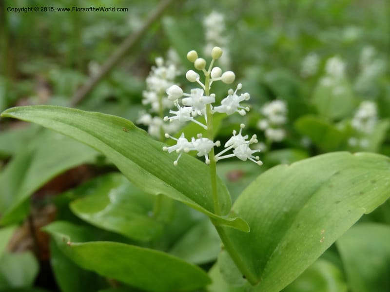 Maianthemum canadense, Davidson, C 13064--North Carolina. Haywood Co. Grassy Ridge Mine Overlook. 21 May 2015. DSC06988 (5).JPG