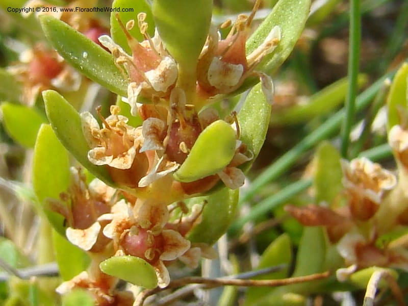 Glaux maritima, D. Mansfield 08-494--OR. Malheur Co. 10 km W of Rome on Hwy 95. 16 Jul 08. 036.jpg