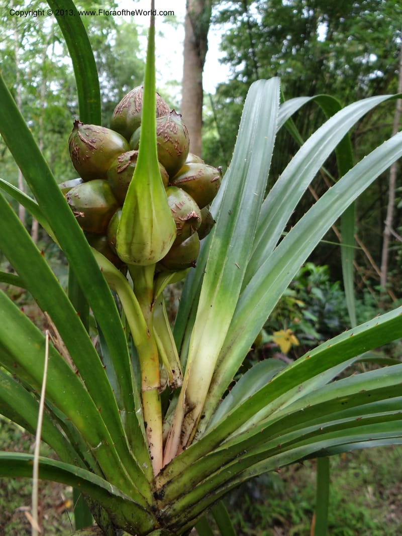 Pandanus calcis, Callmander 1048--Thailand. Prachuap Khiri Khan Prov. Ma Rong Cave. 13 Nov 2012. DSC08906 (91).JPG