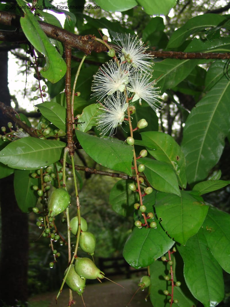 Barringtonia racemosa--So.Africa. Lowveld Nat. Bot. Gard. 14 Mch 05. 026.jpg