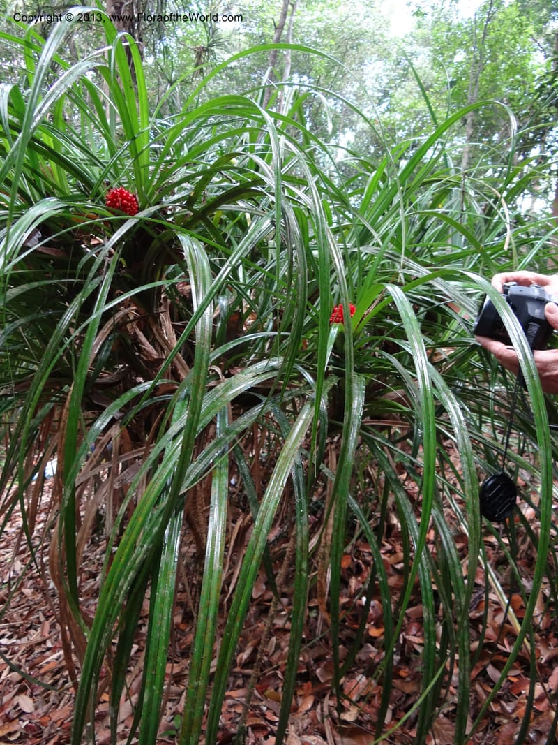 Pandanus platystigma, Callmander 1001--Sarawak.. Bot. Res. Center, Semengoh. 26 Mar 2012. DSC05403 (15).JPG