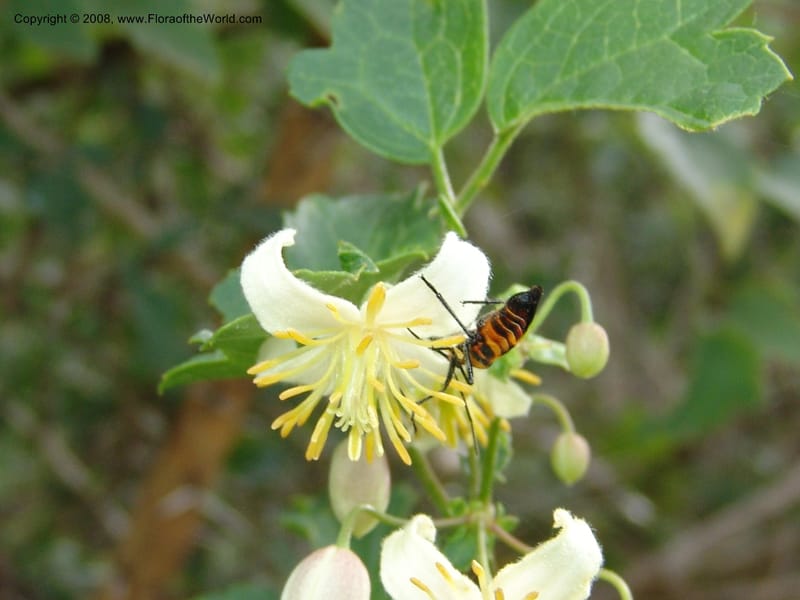 Clematis brachiata--So.Africa. E. Cape. Waringham Farm, Quanti Area, Stut. 8 Mch 05. 449.jpg