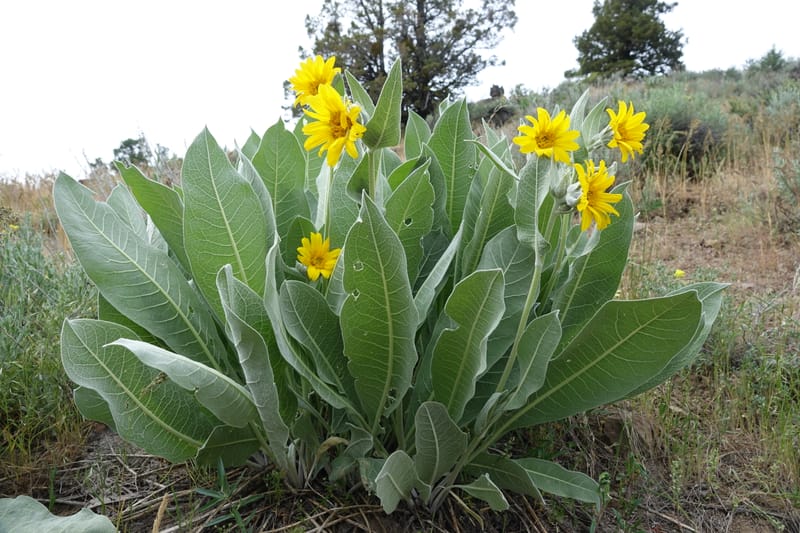Wyethia mollis, C. Davidson 13616--CA. Modoc Co. Warner Mts. Hwy 299. 7 June 2017. DSC01455 (12).JPG
