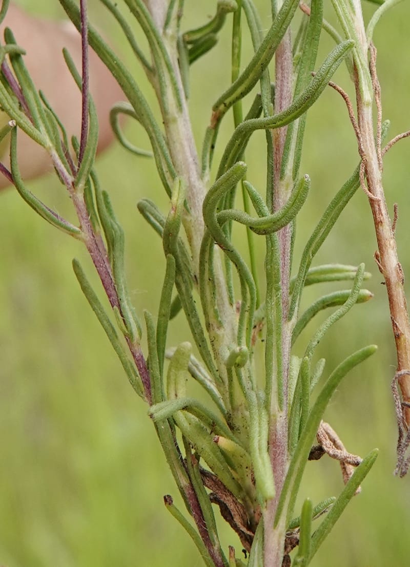 Blepharipappus scaber, C. Davidson 13761--Oregon. Wallowa Co. Zumwalt.Trail Cr. Rd. 4 Jun 2018. DSC04078 (443).JPG