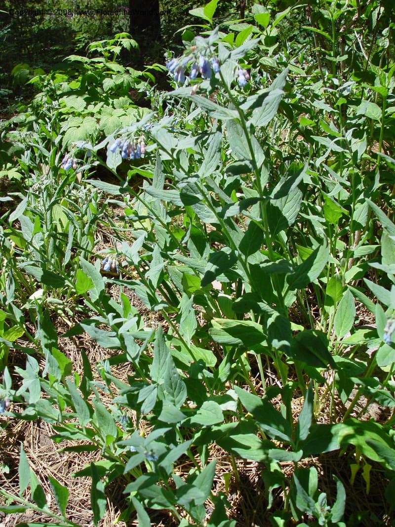 Mertensia ciliata--AZ. Arboretum at Flagstaff. 5 Jun 03. 100.jpg