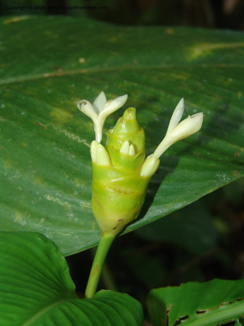Calathea marantifolia--Costa Rica. Prov. Limon. La Selva Biol. Sta. 5 Nov 05. 040.jpg